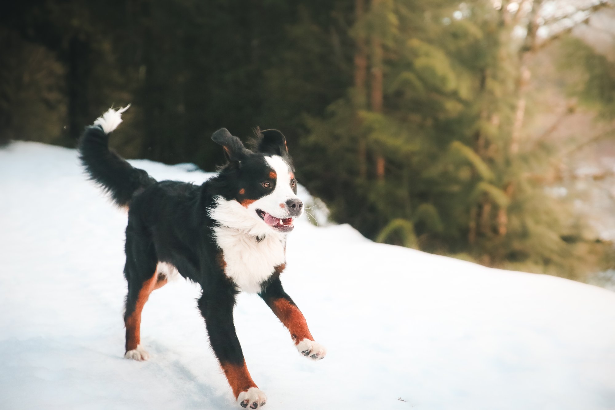 Bernese mountain dog running in snow