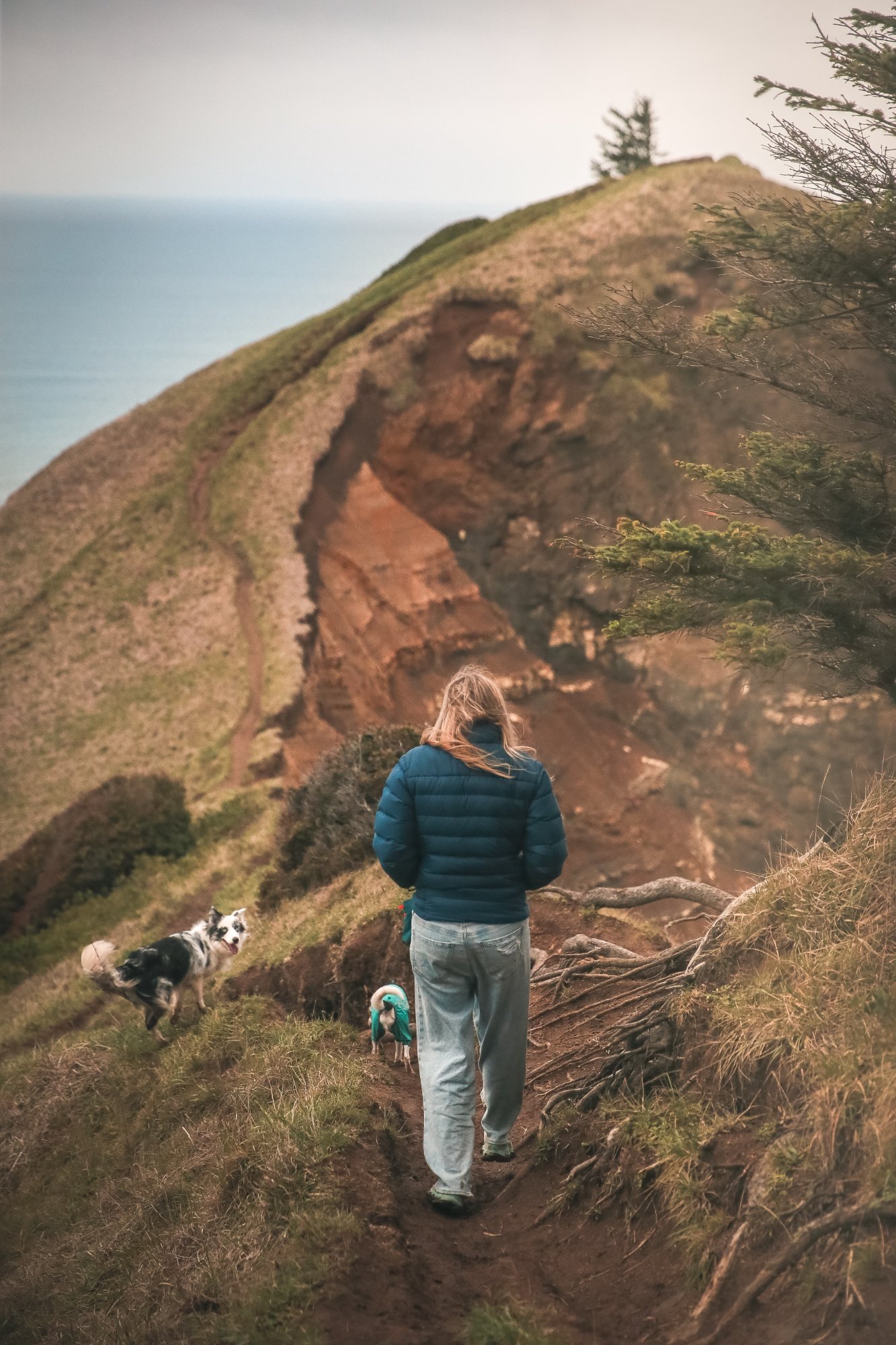 Person hiking coastal bluff with dogs