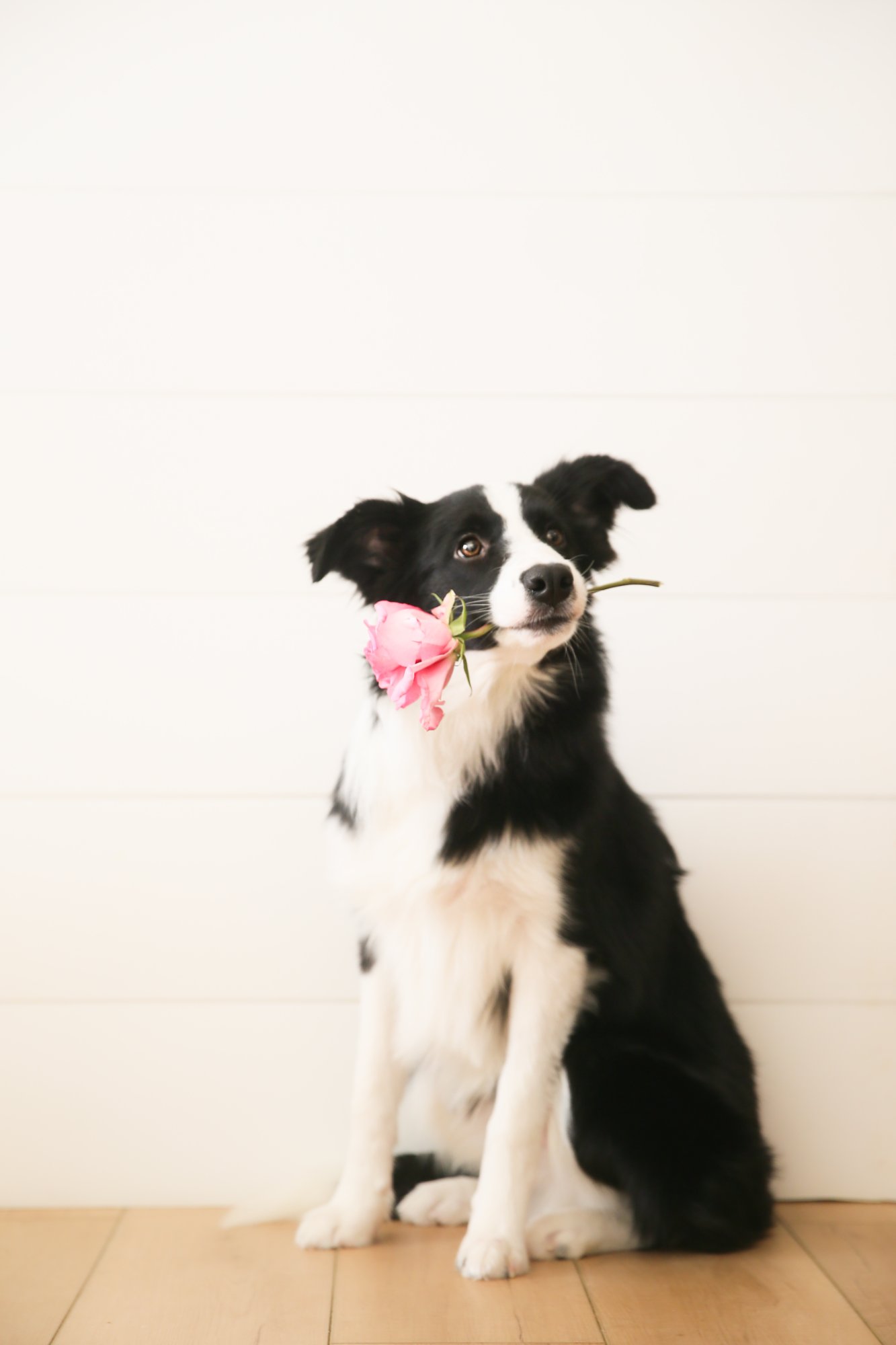 Border collie holding pink rose
