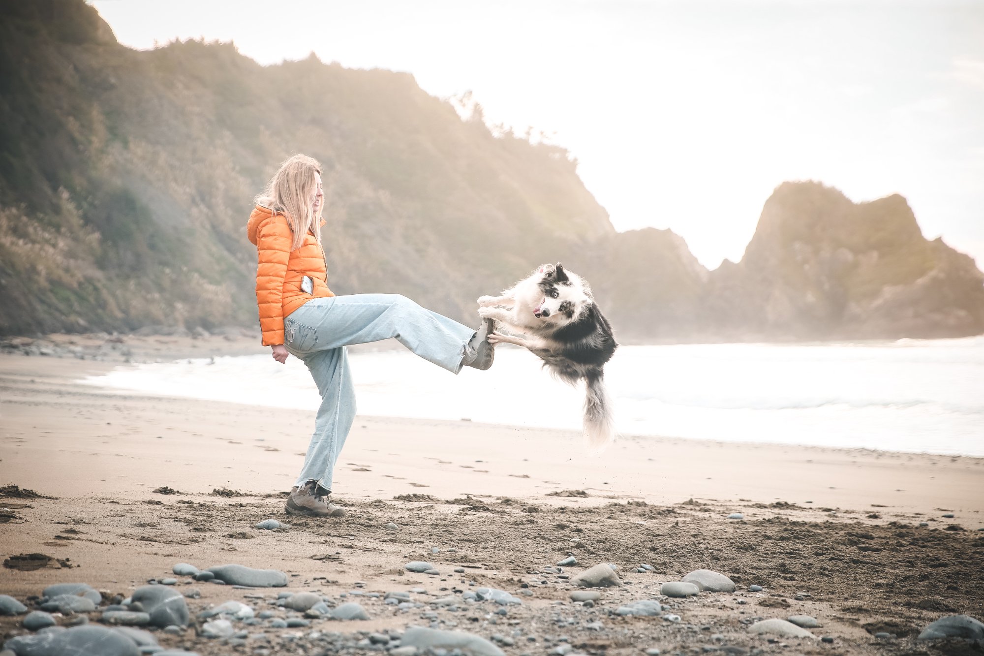 Dogs doing tricks on beach