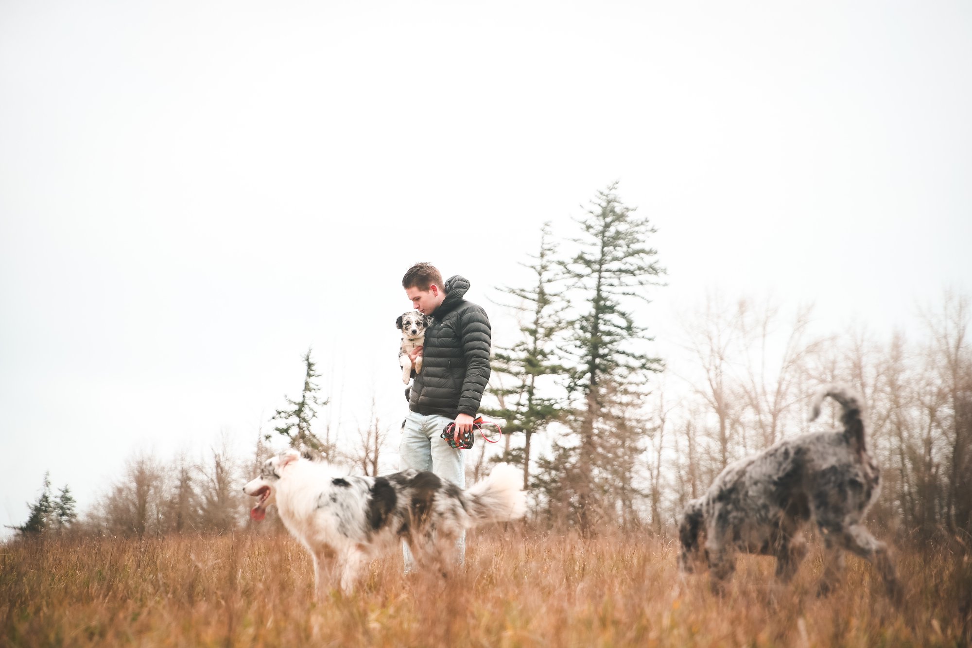 Man with dogs in open field