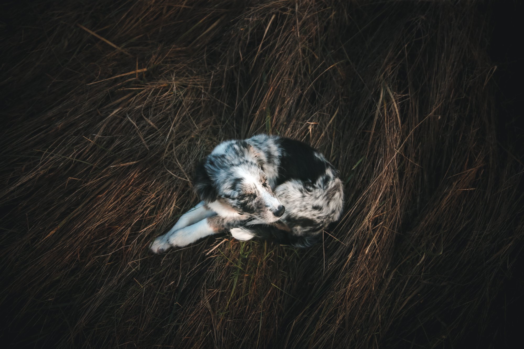 Dog resting curled up in tall grass