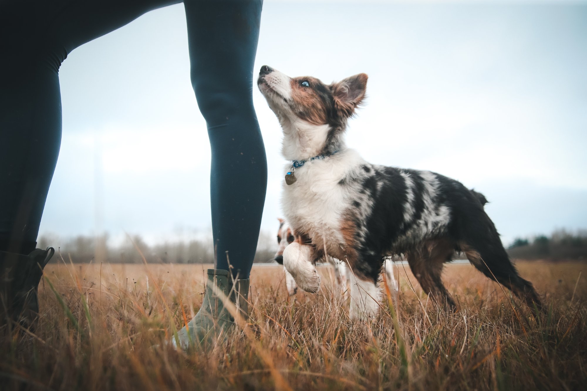 Person lifting puppy against golden sky